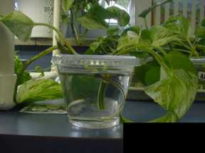 Pothos