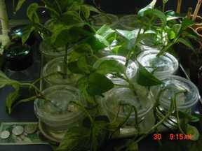 Pothos