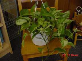 pothos