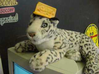 cheesehead