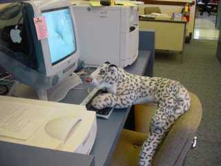 iMac