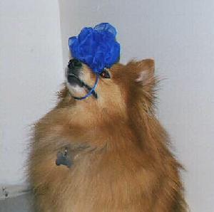 Robin with a Pouf