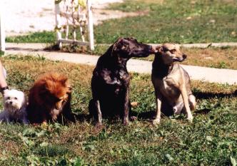 Dogs