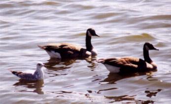 Geese