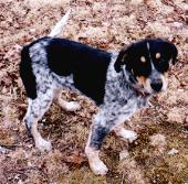 Jesse as a pup