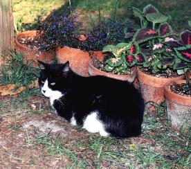 Max