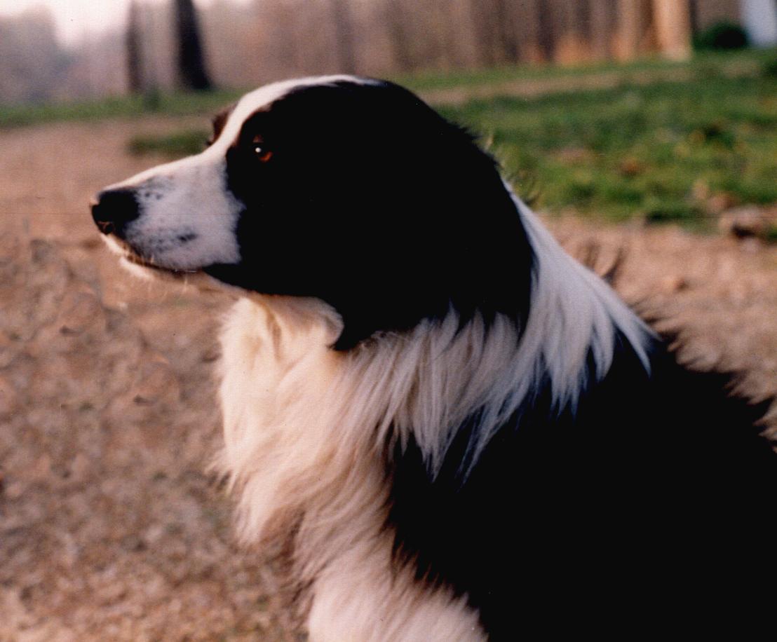 Skunk