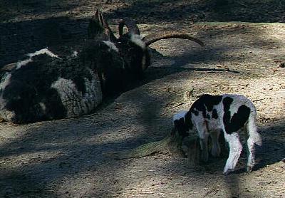 Jacob's Four Horn Sheep