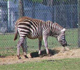 baby zebra
