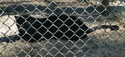 Black Leopard