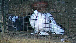 doves