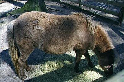Mini Horse