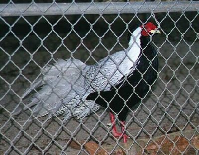 pheasant
