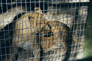 Lioness
