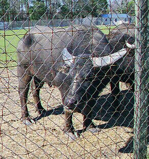 Water Buffalo