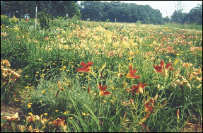 Lilies, lilies, lilies!