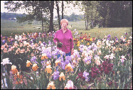 Mary's Irises
