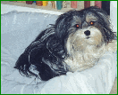 Mollie