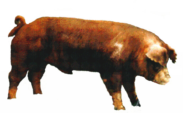 click for PIG desktops & cursors!