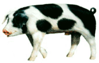 the best PIG site on the net!