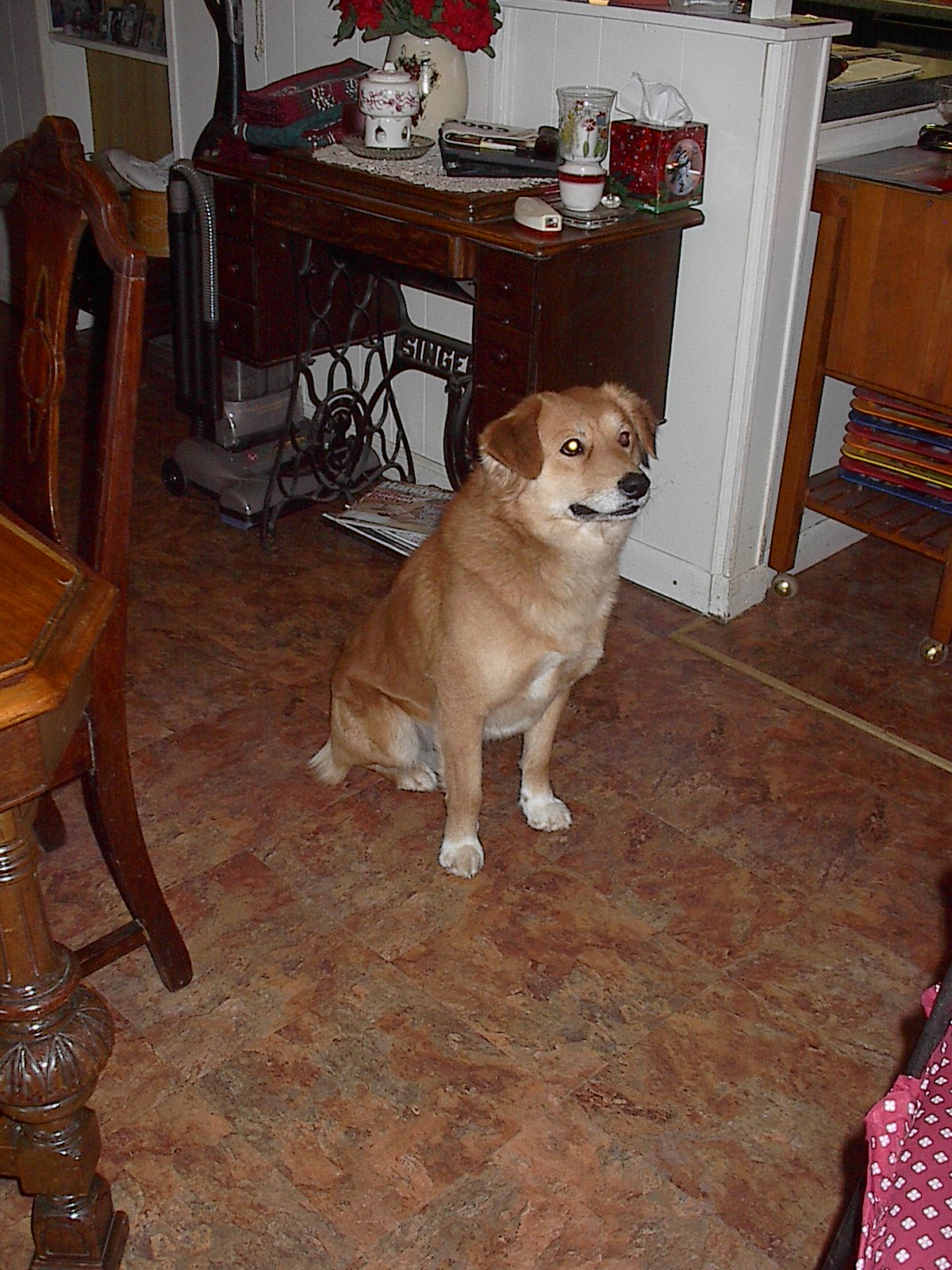 Rufus adopted us after trying out all the neighbors.&nbsp; He is a good, playful dog. . . can't imagine someone throwing him away!