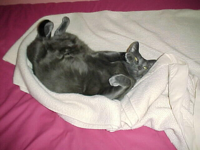 Our purrr-fect Molly...takes you to Our Family Today Page...