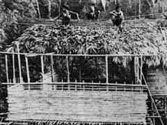 leaves.jpg (8782 �o�C�g)