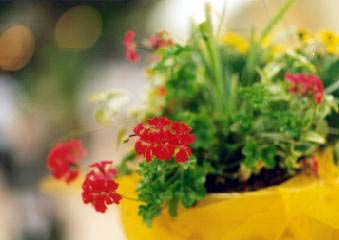 flower.jpg (11765 �o�C�g)