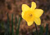 narcissus.jpg (3678 �o�C�g)