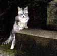 kitten.jpg (2345 �o�C�g)