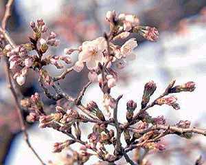 Cherry Blossoms