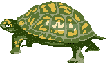 Tortuga