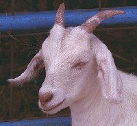 Goat head