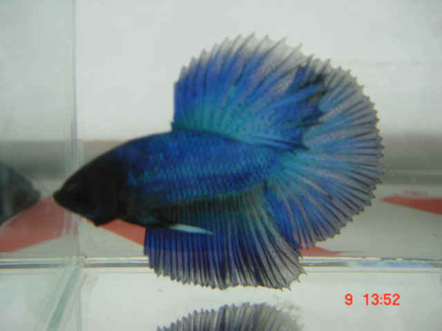 Halfmoon