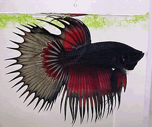 Crowntail