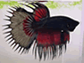 Crowntail