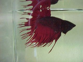crowntail