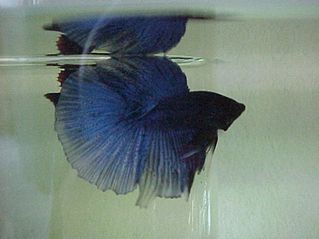 delta