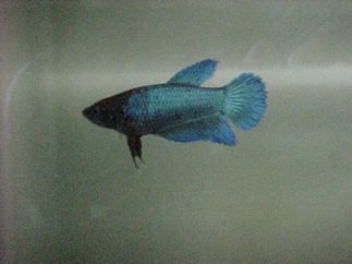 female delta