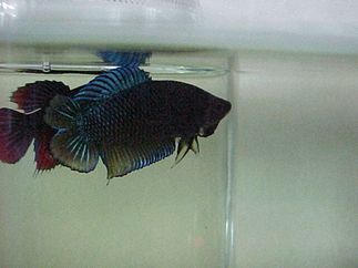 doubletail