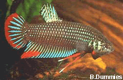 Betta Imbellis