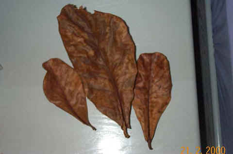 Indian Almond Leaf