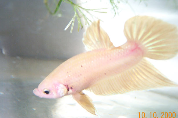 Short tail
