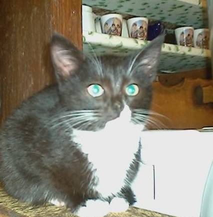 Stormey