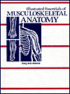 siegadamsmuscle.gif (2955 bytes)