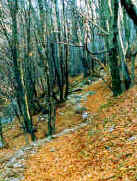 val_di_ratt.jpg (30919 byte)