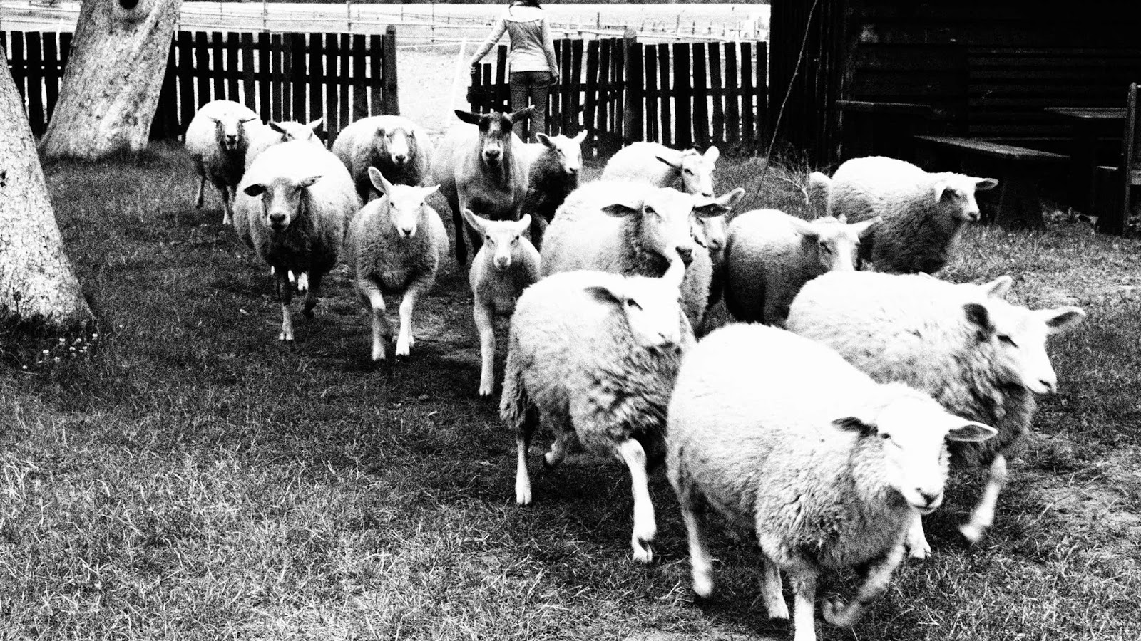 cattle