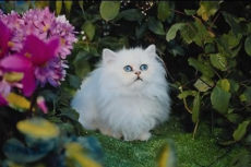 MEOW