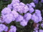 growing ageratum