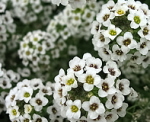 growing sweet alyssum